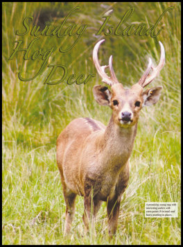 Sunday Island Hog Deer (page 66) Issue 91 (click the pic for an enlarged view)
